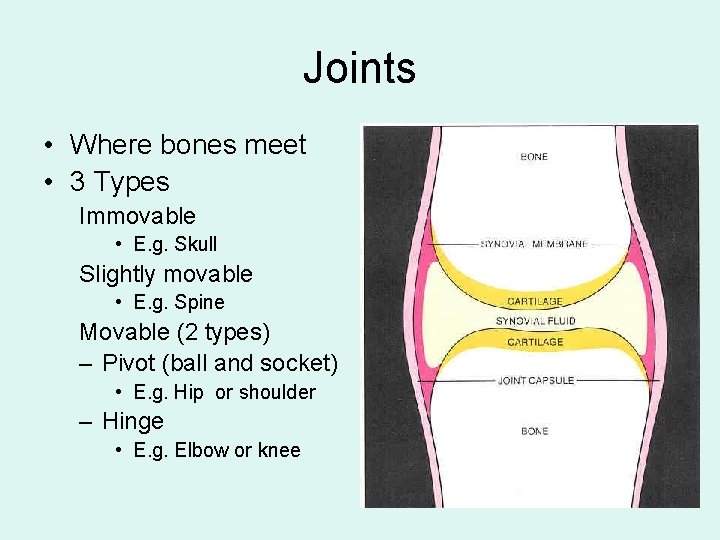 Joints • Where bones meet • 3 Types Immovable • E. g. Skull Slightly
