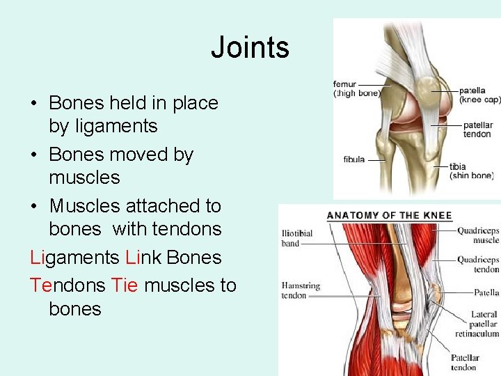 Joints • Bones held in place by ligaments • Bones moved by muscles •