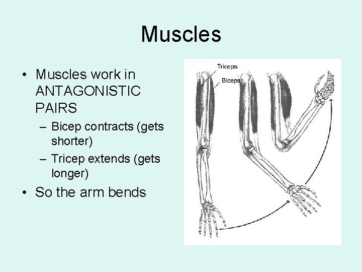 Muscles • Muscles work in ANTAGONISTIC PAIRS – Bicep contracts (gets shorter) – Tricep