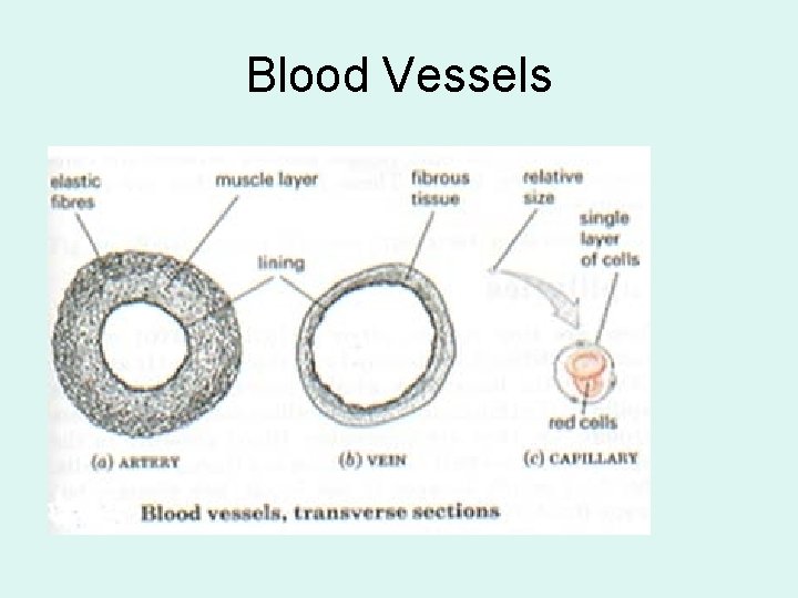 Blood Vessels 