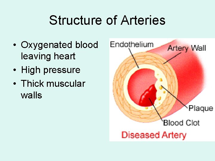 Structure of Arteries • Oxygenated blood leaving heart • High pressure • Thick muscular
