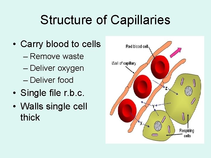 Structure of Capillaries • Carry blood to cells – Remove waste – Deliver oxygen