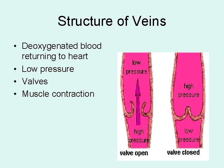 Structure of Veins • Deoxygenated blood returning to heart • Low pressure • Valves