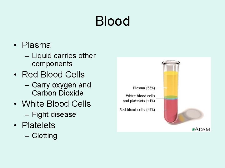 Blood • Plasma – Liquid carries other components • Red Blood Cells – Carry