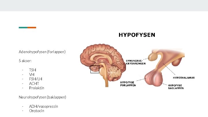 Adenohypofysen (forlappen) 5 akser: - TSH VH FSH/LH ACHT Prolaktin Neurohypofysen (baklappen) - ADH/vasopressin