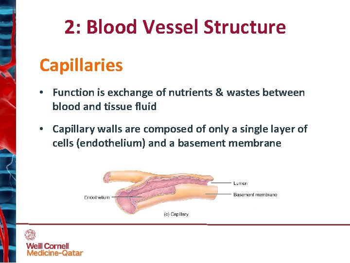 Human Development Structure Fall 2019 Blood Vessels 1