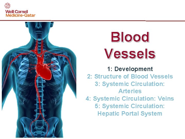 Blood Vessels 1: Development 2: Structure of Blood Vessels 3: Systemic Circulation: Arteries 4: