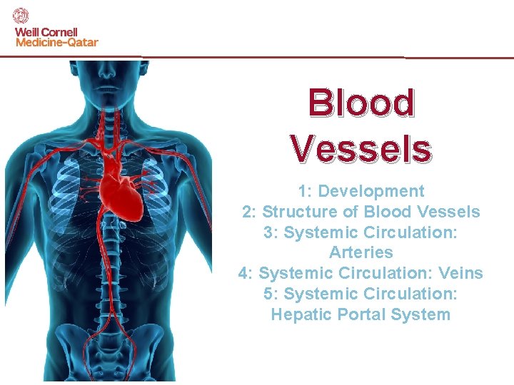 Blood Vessels 1: Development 2: Structure of Blood Vessels 3: Systemic Circulation: Arteries 4: