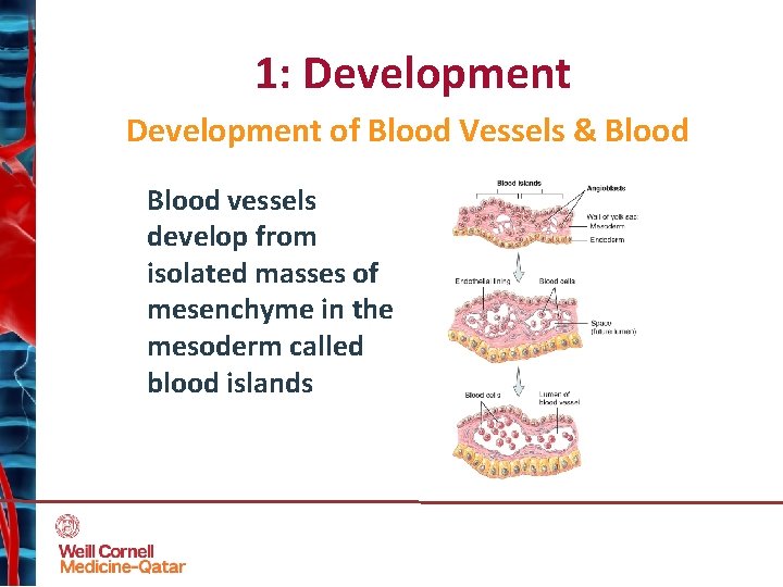 1: Development of Blood Vessels & Blood vessels develop from isolated masses of mesenchyme