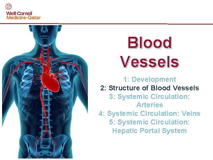 Blood Vessels 1: Development 2: Structure of Blood Vessels 3: Systemic Circulation: Arteries 4: