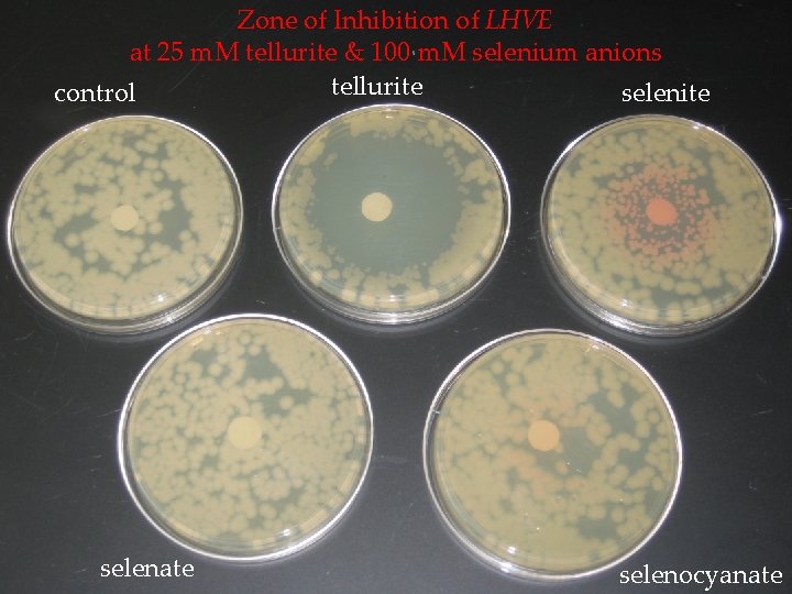 Zone of Inhibition of LHVE at 25 m. M tellurite & 100 m. M