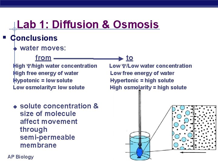 Lab 1: Diffusion & Osmosis § Conclusions u water moves: from High /high water