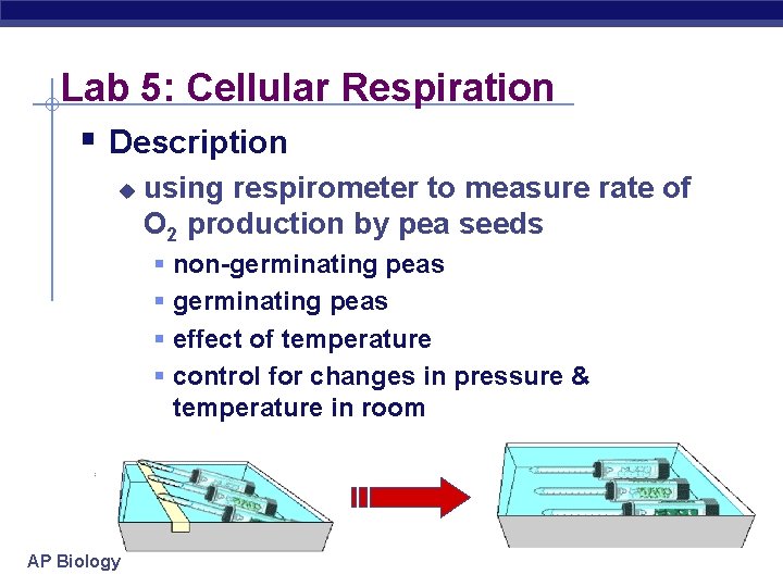 Lab 5: Cellular Respiration § Description u using respirometer to measure rate of O