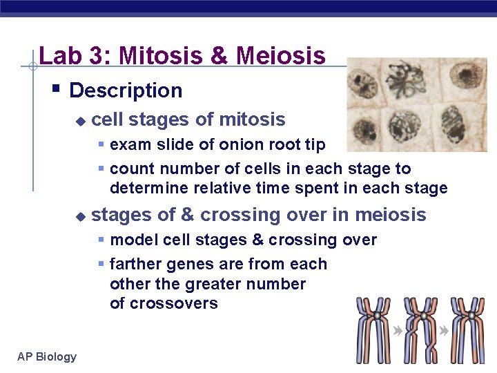 Lab 3: Mitosis & Meiosis § Description u cell stages of mitosis § exam