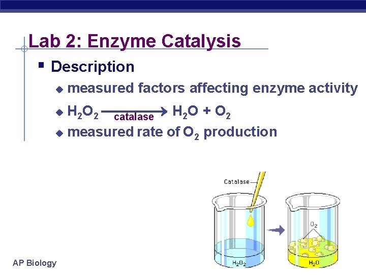 Lab 2: Enzyme Catalysis § Description u measured factors affecting enzyme activity H 2