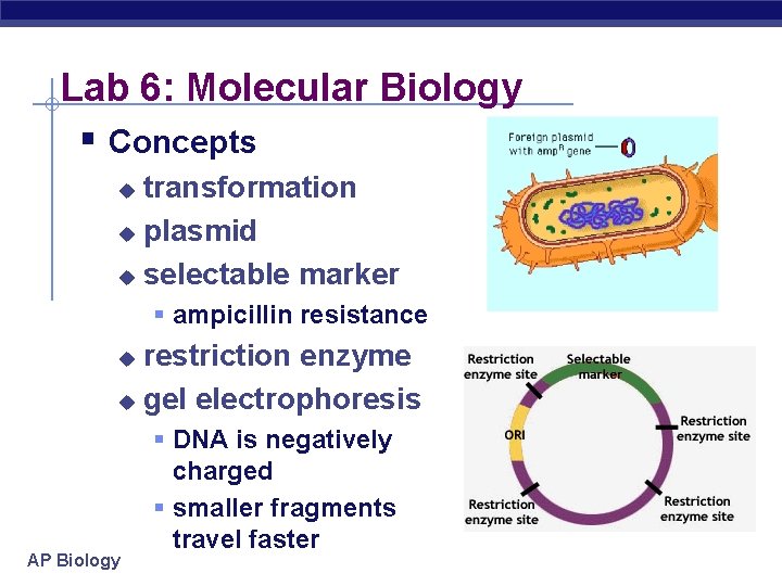 Lab 6: Molecular Biology § Concepts transformation u plasmid u selectable marker u §
