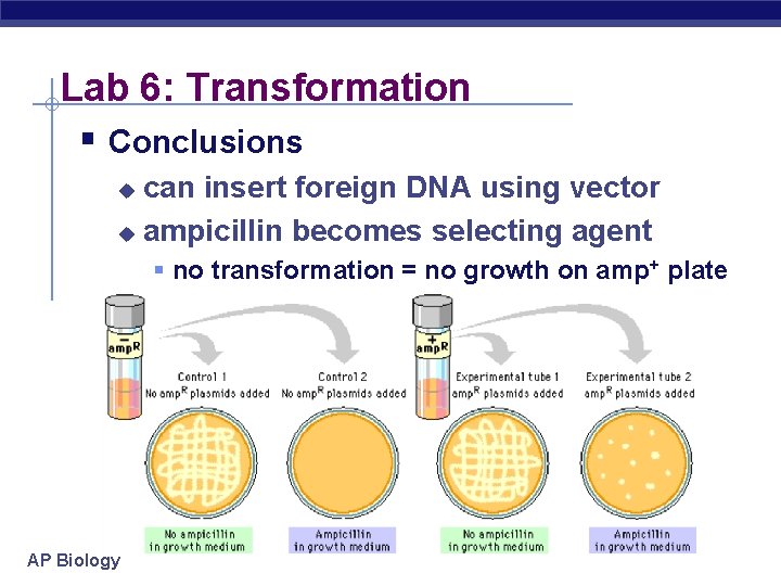 Lab 6: Transformation § Conclusions can insert foreign DNA using vector u ampicillin becomes