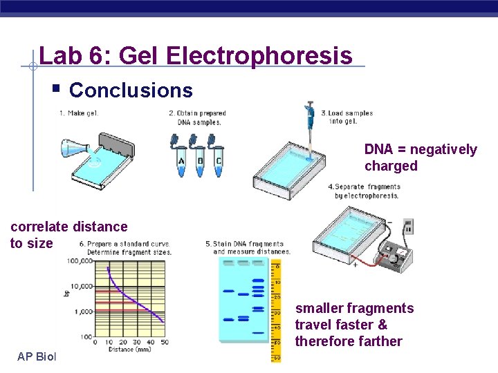 Lab 6: Gel Electrophoresis § Conclusions DNA = negatively charged correlate distance to size