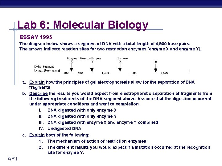 Lab 6: Molecular Biology ESSAY 1995 The diagram below shows a segment of DNA