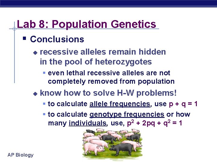 Lab 8: Population Genetics § Conclusions u recessive alleles remain hidden in the pool