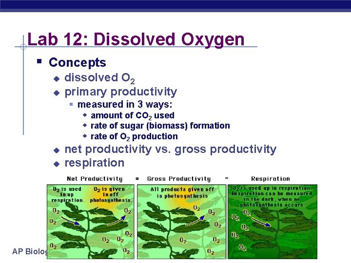 Lab 12: Dissolved Oxygen § Concepts u u dissolved O 2 primary productivity §