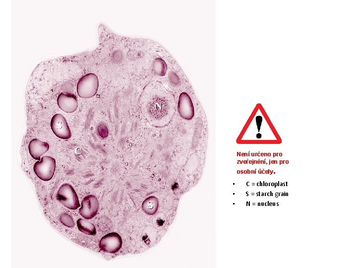 Není určeno pro zveřejnění, jen pro osobní účely. • • • C = chloroplast