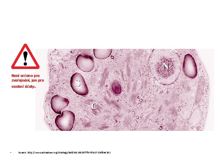 Není určeno pro zveřejnění, jen pro osobní účely. • Source: http: //www. asknature. org/strategy/5