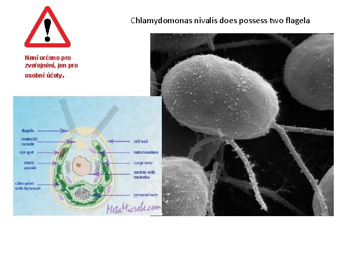 Chlamydomonas nivalis does possess two flagela Není určeno pro zveřejnění, jen pro osobní účely.