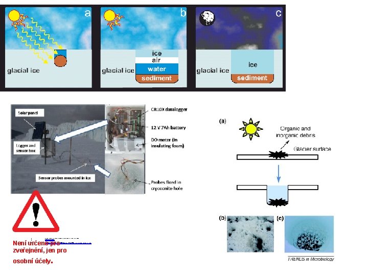  • • • Are low temperature habitats hot spots of microbial evolution driven