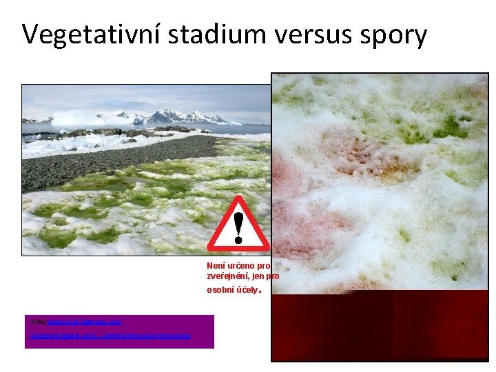 Vegetativní stadium versus spory Není určeno pro zveřejnění, jen pro osobní účely. Zdroj: antarcticali.