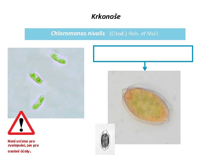 Krkonoše Chloromonas nivalis (Chod. ) Hoh. et Mull. zygospory = Scotiella nivalis (Shuttleworth) Fritsch