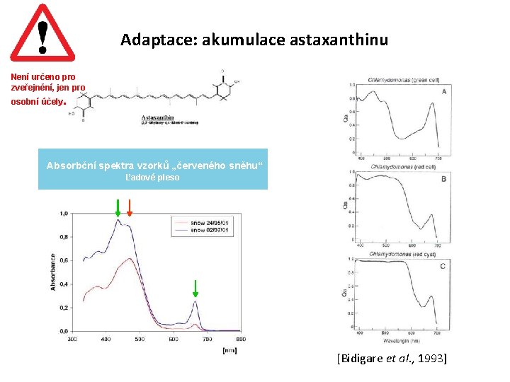 Adaptace: akumulace astaxanthinu Není určeno pro zveřejnění, jen pro osobní účely. Absorbční spektra vzorků