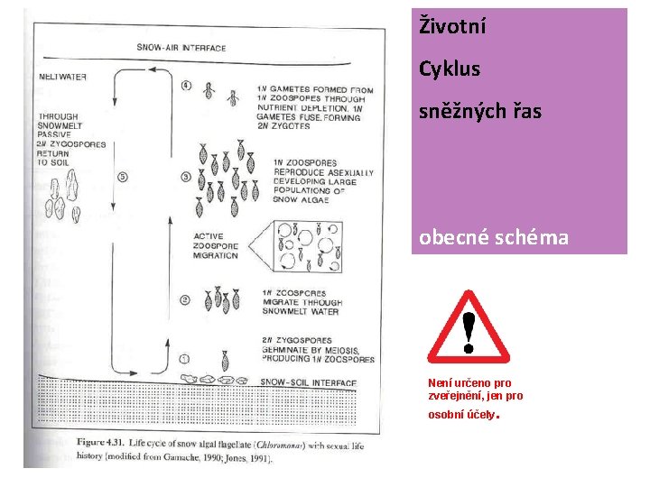 Životní Cyklus sněžných řas obecné schéma Není určeno pro zveřejnění, jen pro osobní účely.