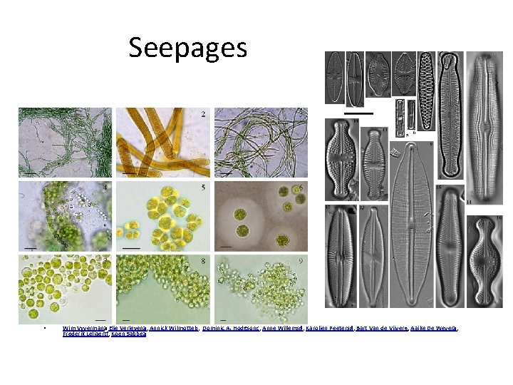 Seepages • • Evidence for widespread endemism among Antarctic micro-organisms Wim Vyvermana Elie Verleyena,