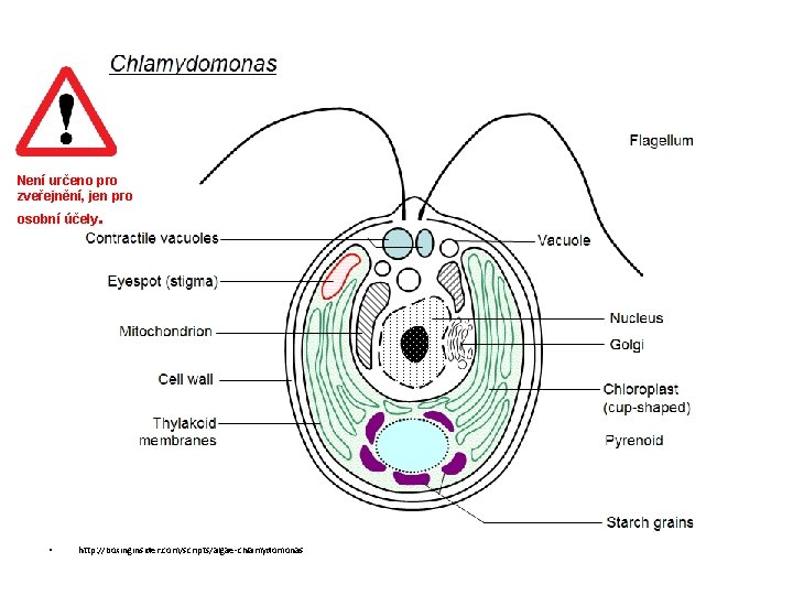 Není určeno pro zveřejnění, jen pro osobní účely. • http: //boxinginsider. com/scripts/algae-chlamydomonas 