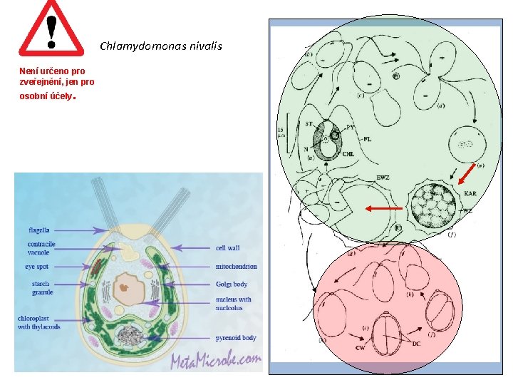 Chlamydomonas nivalis Není určeno pro zveřejnění, jen pro osobní účely. 