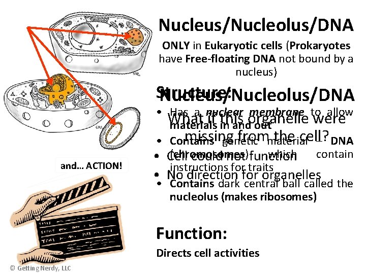 Nucleus/Nucleolus/DNA ONLY in Eukaryotic cells (Prokaryotes have Free-floating DNA not bound by a nucleus)