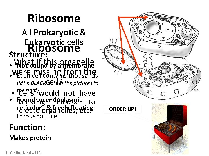 Ribosome All Prokaryotic & Eukaryotic cells Ribosome Structure: if this aorganelle • What Not
