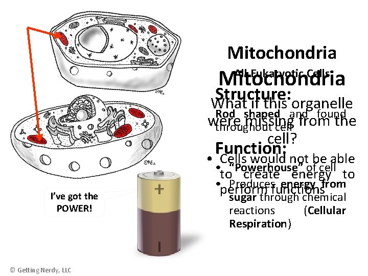 Mitochondria All Eukaryotic Cells Structure: What if this organelle Rod shaped and found were