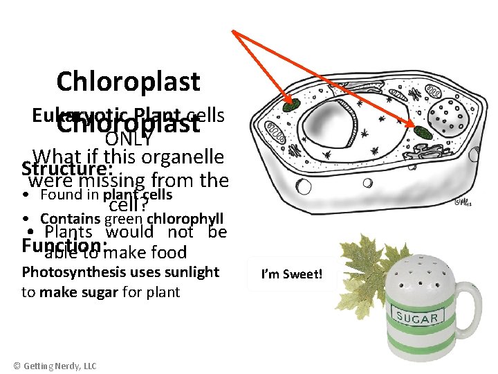 Chloroplast Eukaryotic Plant cells Chloroplast ONLY What if this organelle Structure: were missing from