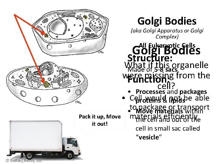 Golgi Bodies (aka Golgi Apparatus or Golgi Complex) All Eukaryotic Cells Golgi Bodies Structure: