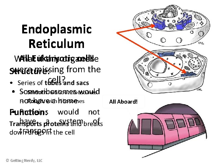 Endoplasmic Reticulum All Eukaryotic cells What if this organelle were missing from the Structure: