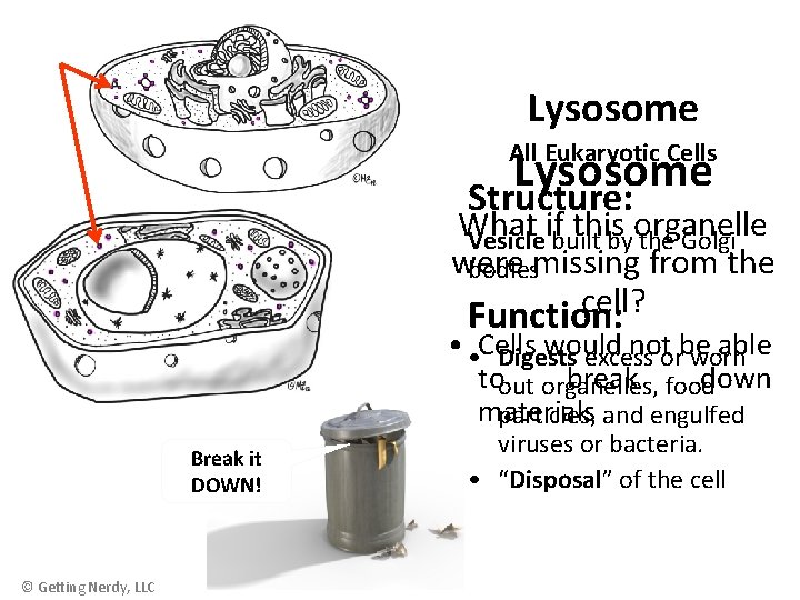 Lysosome All Eukaryotic Cells Lysosome Structure: What if this organelle Vesicle built by the