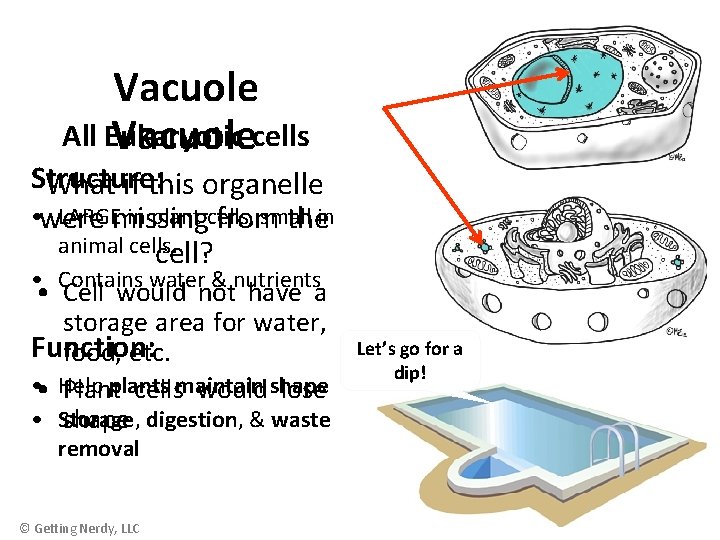 Vacuole All Eukaryotic cells Vacuole Structure: What if this organelle • were LARGEmissing in