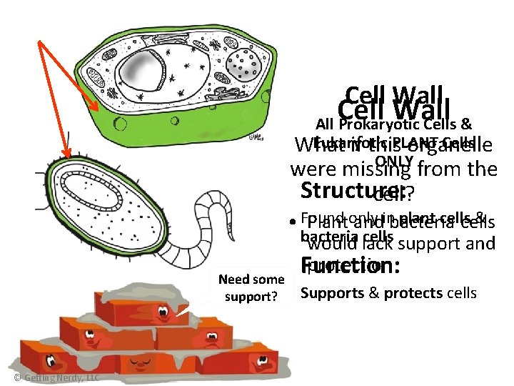 Cell Wall All Prokaryotic Cells & Eukaryotic PLANT Cells What if this organelle ONLY