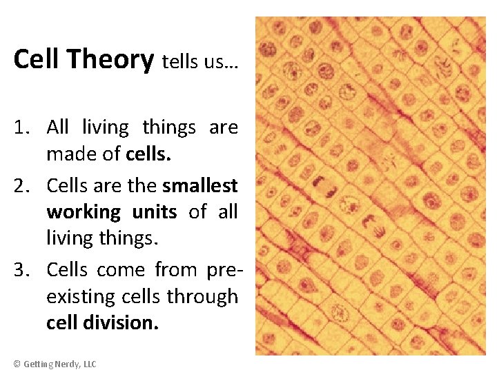 Cell Theory tells us… 1. All living things are made of cells. 2. Cells