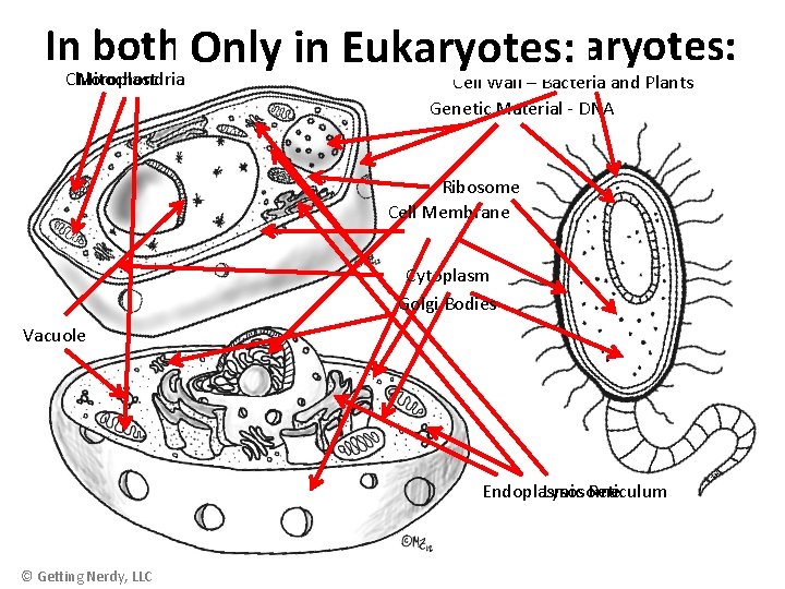 In both Prokaryotes and Eukaryotes: Only in Eukaryotes: Let’s Compare… Chloroplast Mitochondria Cell Wall