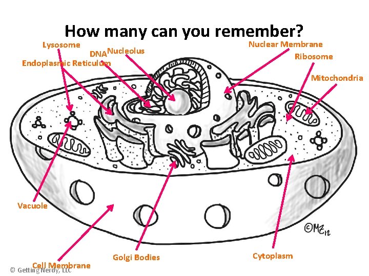How many can you remember? Lysosome DNANucleolus Endoplasmic Reticulum Nuclear Membrane Ribosome Mitochondria Vacuole