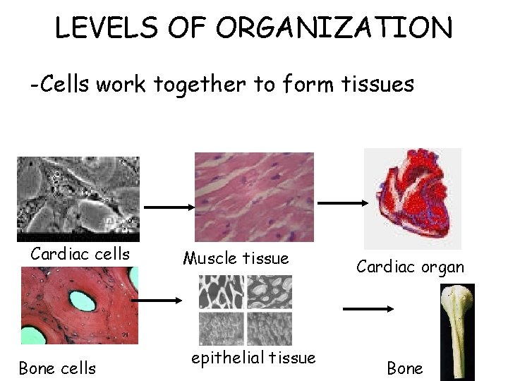 LEVELS OF ORGANIZATION -Cells work together to form tissues Cardiac cells Bone cells Muscle