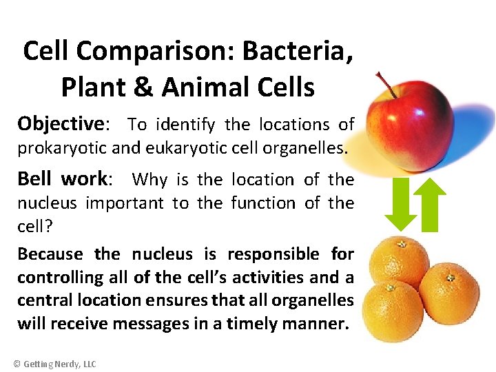 Cell Comparison: Bacteria, Plant & Animal Cells Objective: To identify the locations of prokaryotic